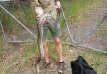 Hot on a cold-blooded career