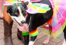 Proud pooches on parade