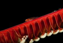 Our eyes under the sea