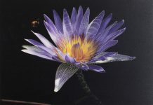 Nature art to soothe patients