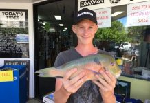 Whiting abounds in river