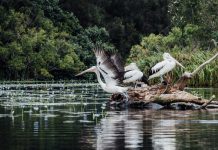 Impressions designed to last