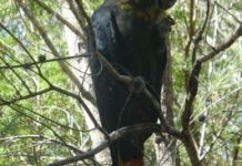 All eyes on rare black ‘beauty’