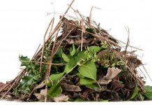 Clean-up help after Cyclone Debbie