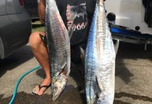 Plenty of action in the Noosa River