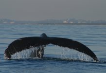 Listening in on whales
