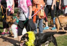 RSPCA says ‘thanks a million’