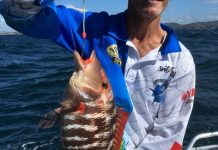 Cool water species on the chew