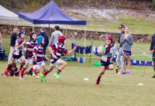 Dolphins thrive in wet weather