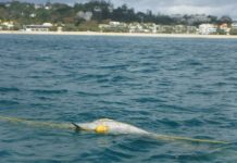 Dolphin death a net loss