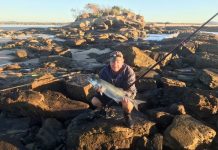 Great predatory fish in the Noosa River