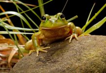 Frogs adversely impacted by bushfires