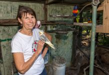 Care for the animals