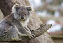 Show a little care for koalas