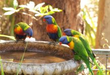 Council offers festival, garden grants