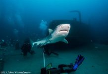 Inquiry draws the line on shark nets