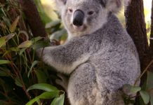 Koala group seeks funds to save the species