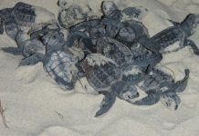 Turtles come out of their shells