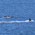 whales_171849_01.png