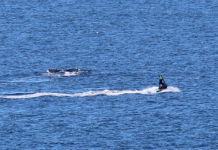 Jetski breach ‘disgusting’ says witness