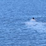 whales_171849_02.jpeg