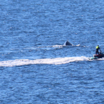 whales_171849_03.png