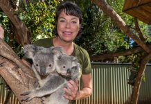 Wild koalas fast disappearing