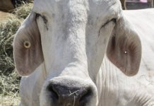 Plenty to see at the Show