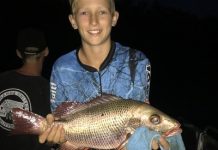 Good numbers of flathead on the bite