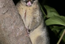 Make tracks to wildlife talk
