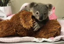 Peak trauma season for wildlife