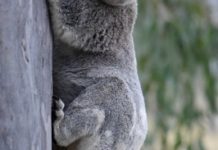 Watch out for koalas plea