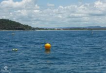 Sea Shepherd issues shark net warning