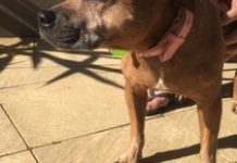 Dog knocked down by hit-and-run car