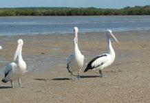 Cruise showcases marine life