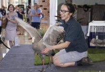 Flighty facts from feathered few