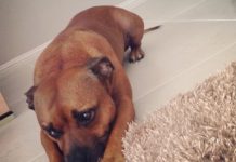 For the love of Lucy