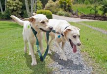 Guide dog for the blind dog