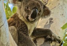 Cary the koala lost to chlamydia