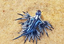 Beware the blue dragon