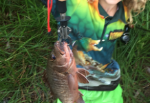 Tuna schools in Laguna Bay