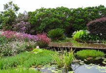 Tranquil garden puts focus on DV