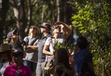 Crusaders to the koala rescue