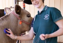 A moo-ving experience