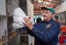 Counting the score on chickens