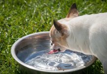 In defence of the dishlickers