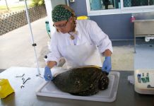 One piece of plastic can kill