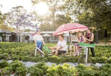 Strawberry buyers seek small farm outlets