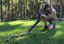 Baby snakes arriving at a place near you