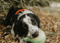 Zorro on a quest for owls